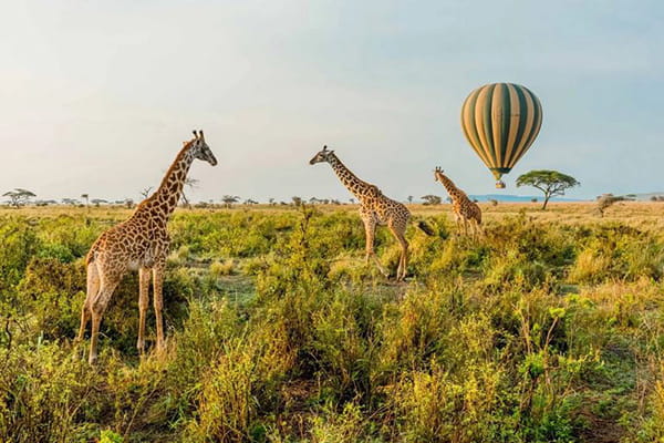 Top 5 Safari Destinations in Kenya